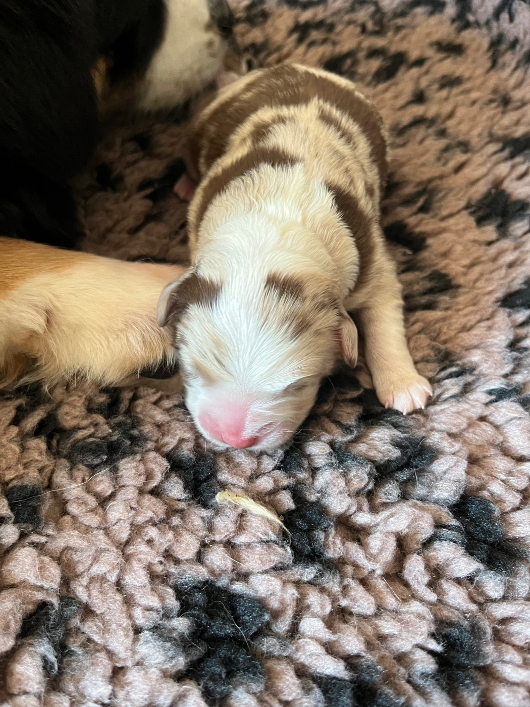 Du Ruisseau De L'agache - Chiots disponibles - Berger Australien