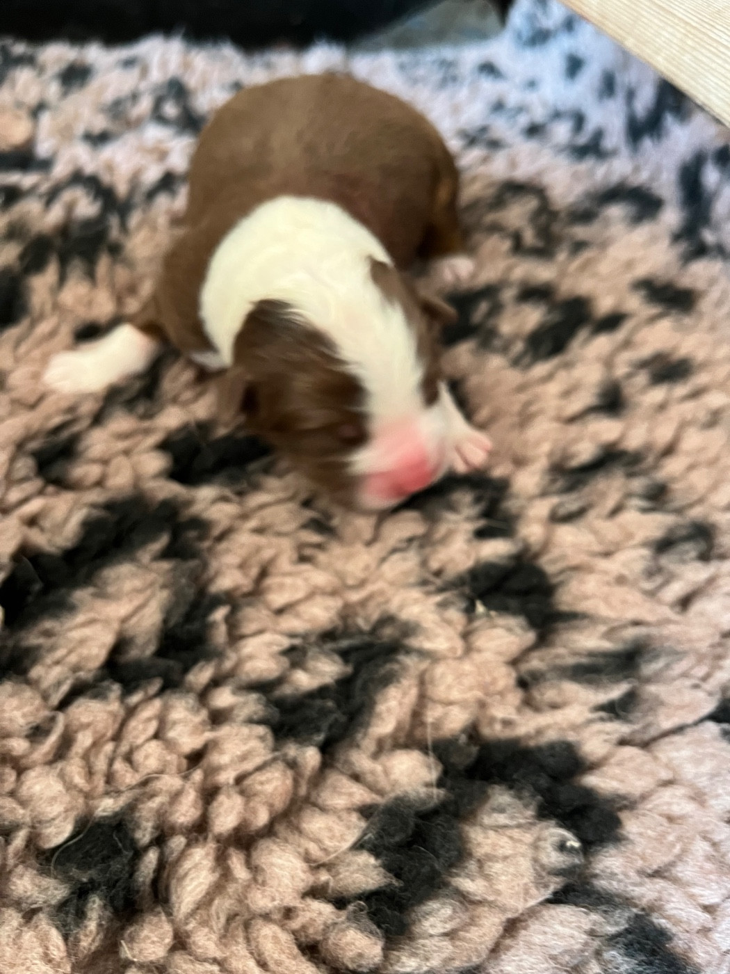 Du Ruisseau De L'agache - Chiots disponibles - Berger Australien