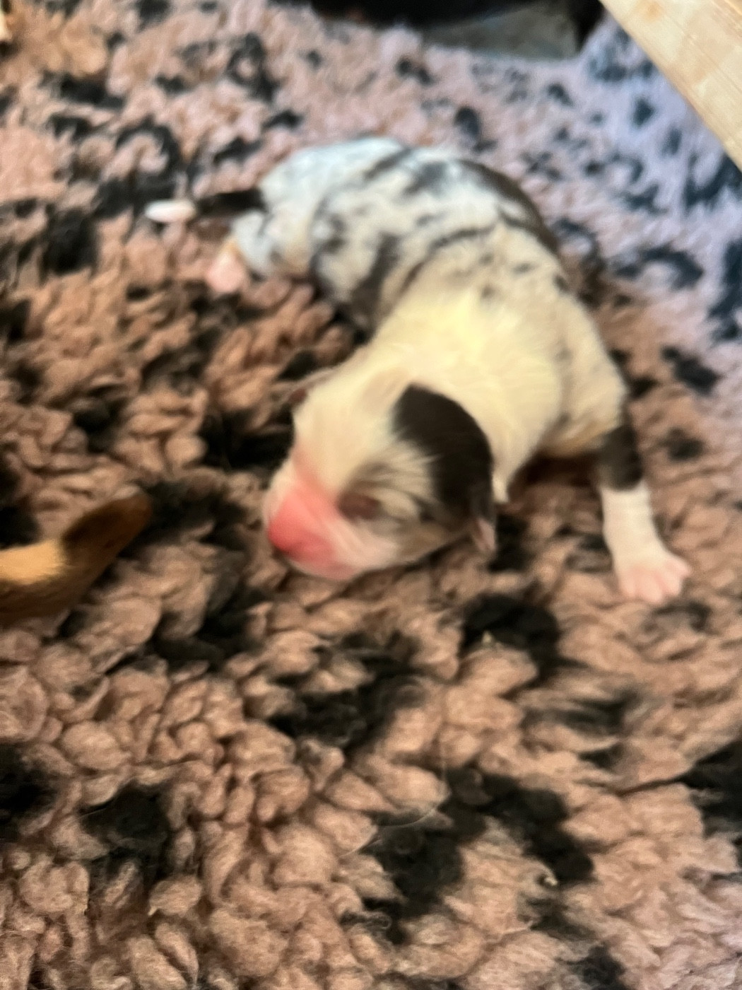 Du Ruisseau De L'agache - Chiots disponibles - Berger Australien