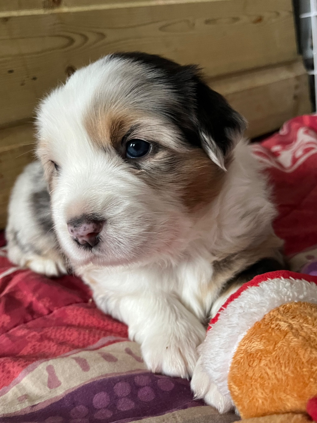 Du Ruisseau De L'agache - Chiots disponibles - Berger Australien