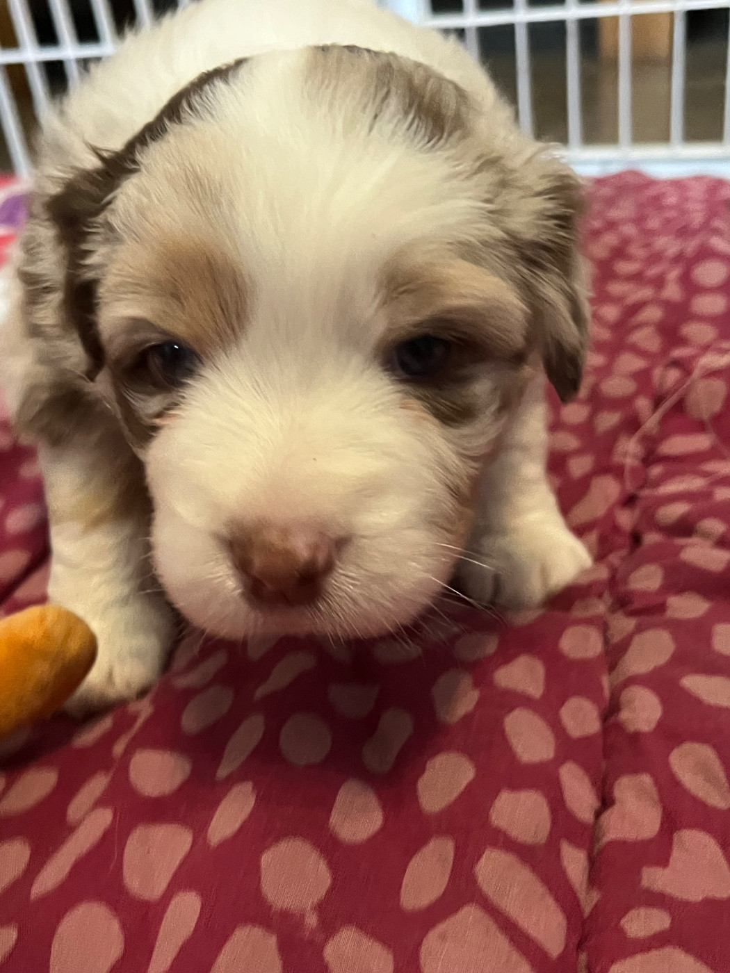 Du Ruisseau De L'agache - Chiots disponibles - Berger Australien