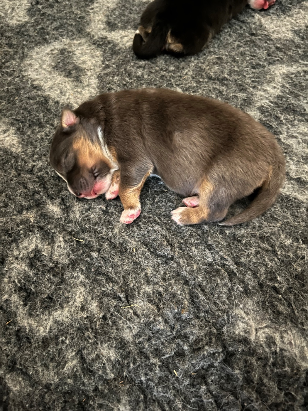 Du Ruisseau De L'agache - Chiots disponibles - Berger Australien