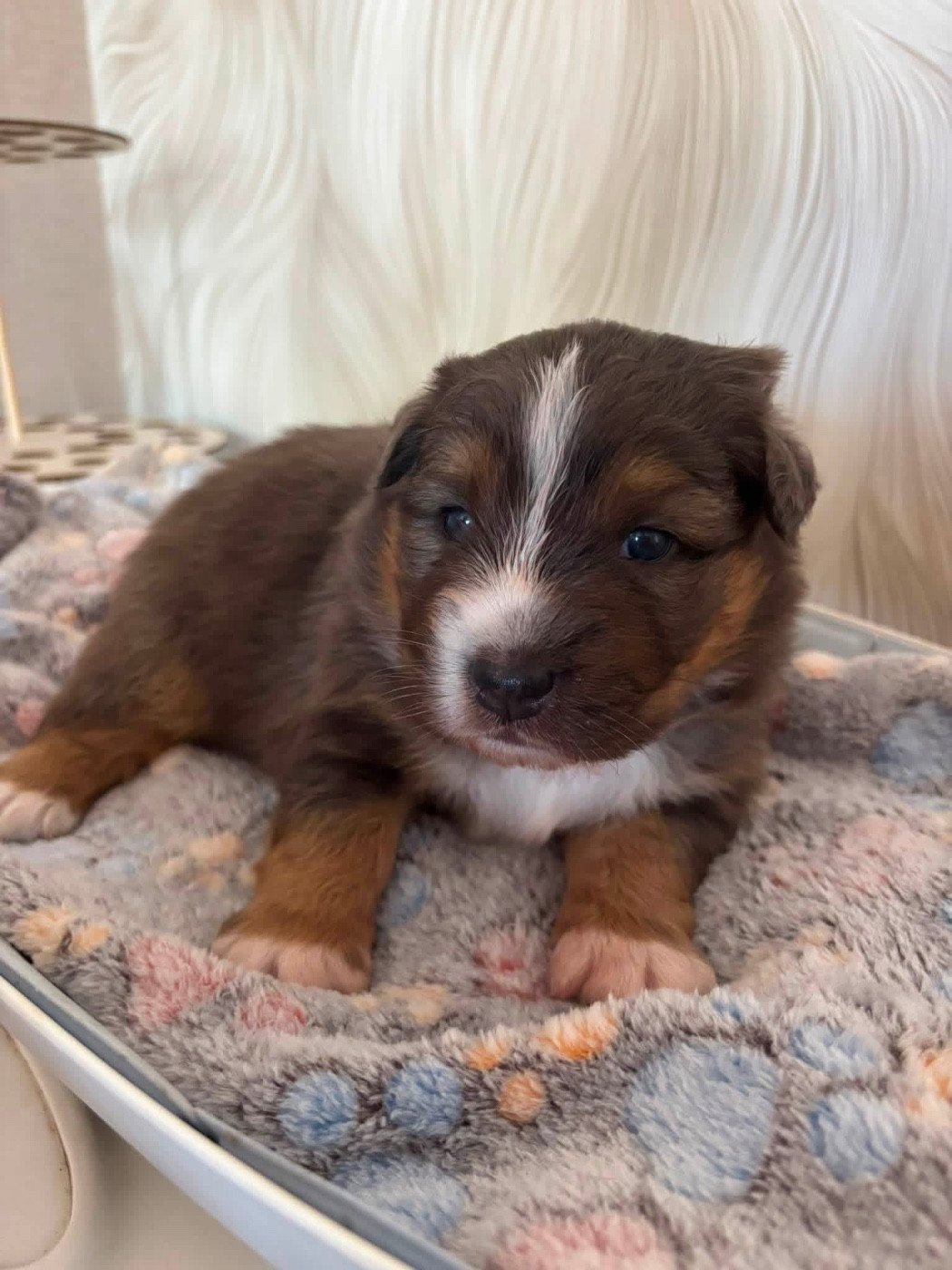 Du Ruisseau De L'agache - Chiots disponibles - Berger Australien