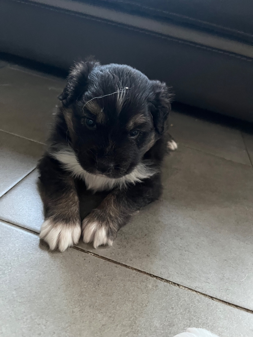 Du Ruisseau De L'agache - Chiots disponibles - Berger Australien