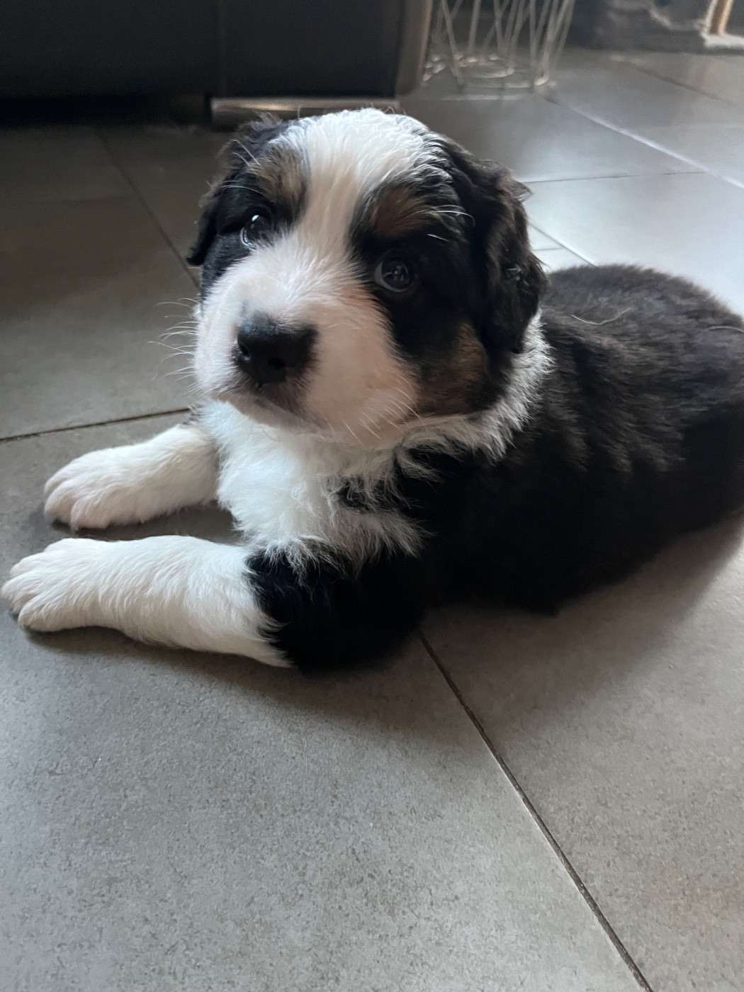 Du Ruisseau De L'agache - Chiots disponibles - Berger Australien