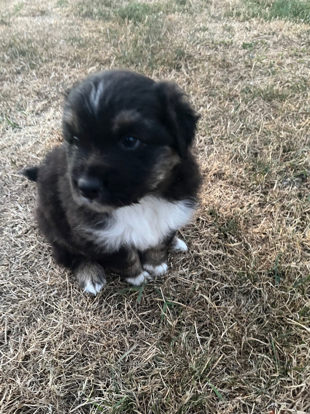 Du Ruisseau De L'agache - Chiots disponibles - Berger Australien