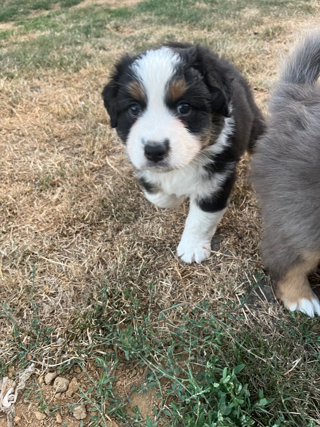 Du Ruisseau De L'agache - Chiots disponibles - Berger Australien